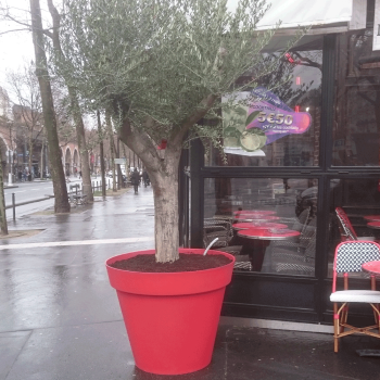 Olivier 50-60 ans dans un pot Toscane (Entrée Bistro)