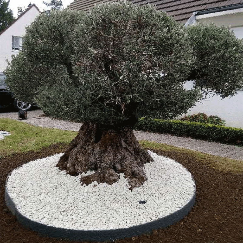 Olivier 250 - 300 ans sur un lit bordé de cailloux blanc