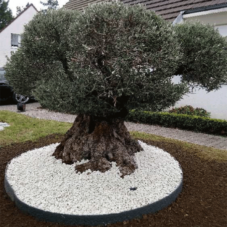 Olivier 250 - 300 ans sur un lit bordé de cailloux blanc