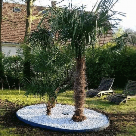 Palmiers Trachycarpus Fortuneii sur un lit bordé de cailloux blanc