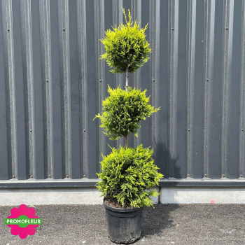 Cyprès taillé '3 boules' (Cupressocyparis leylandii) Hauteur 170 cm - Promofleur Champagne-sur-Oise