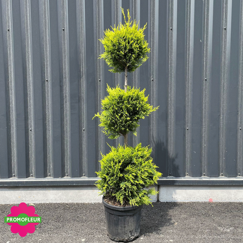 Cyprès taillé '3 boules' (Cupressocyparis leylandii) Hauteur 170 cm - Promofleur Champagne-sur-Oise