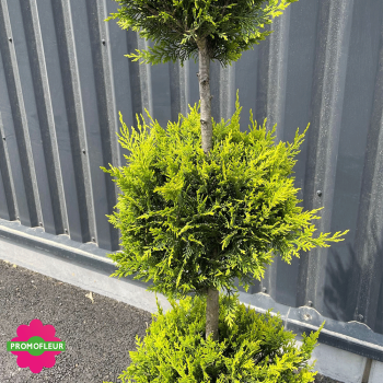 Cyprès taillé '3 boules' (Cupressocyparis leylandii) Hauteur 170 cm - Promofleur Champagne-sur-Oise 2