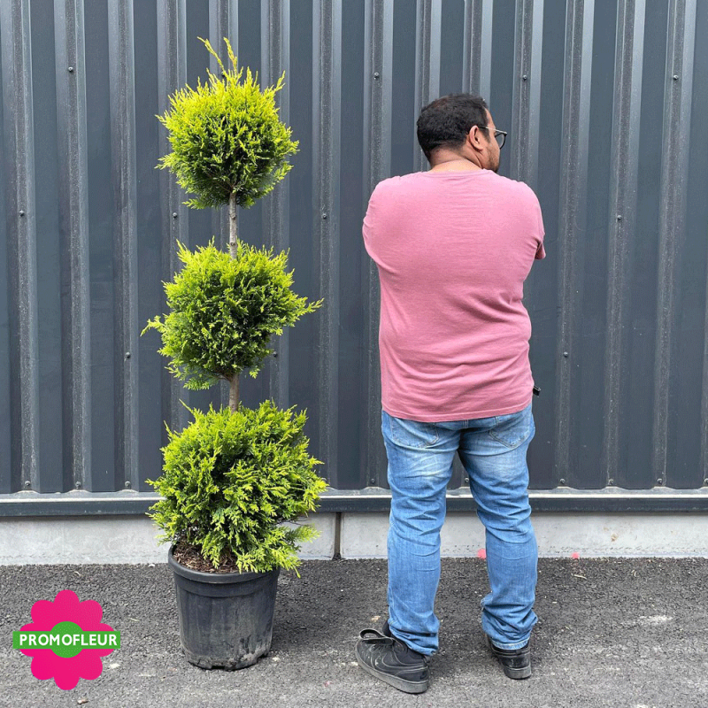 Cyprès taillé '3 boules' (Cupressocyparis leylandii) Hauteur 170 cm - Promofleur Champagne-sur-Oise (comparatif taille)