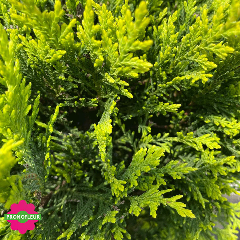 Zoom sur cyprès taillé (Cupressocyparis leylandii) Hauteur 170 cm - Promofleur Champagne-sur-Oise