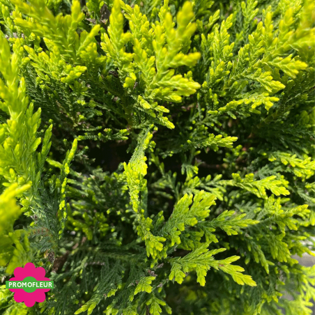 Zoom sur cyprès taillé (Cupressocyparis leylandii) Hauteur 170 cm - Promofleur Champagne-sur-Oise