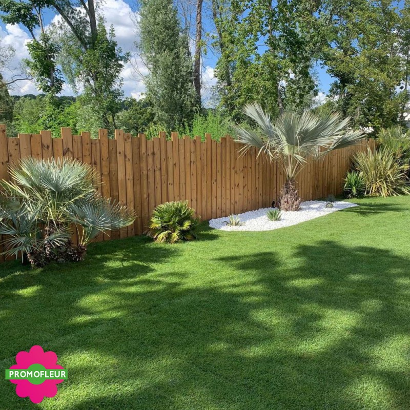 Aménagement de jardin complet (Palmiers, Oliviers, Plantes méditerranéennes…)