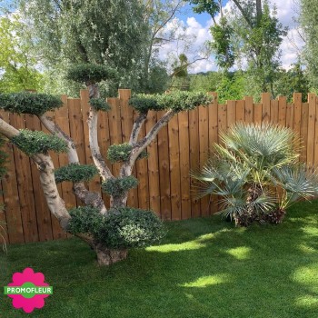 Aménagement de jardin complet (Palmiers, Oliviers, Plantes méditerranéennes…) 2