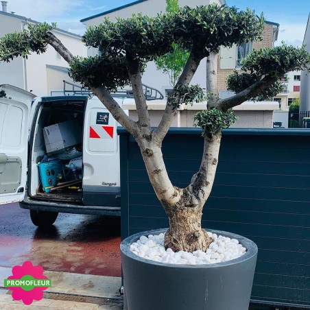 Aménagement de jardin complet (Palmiers, Oliviers, Plantes méditerranéennes…)