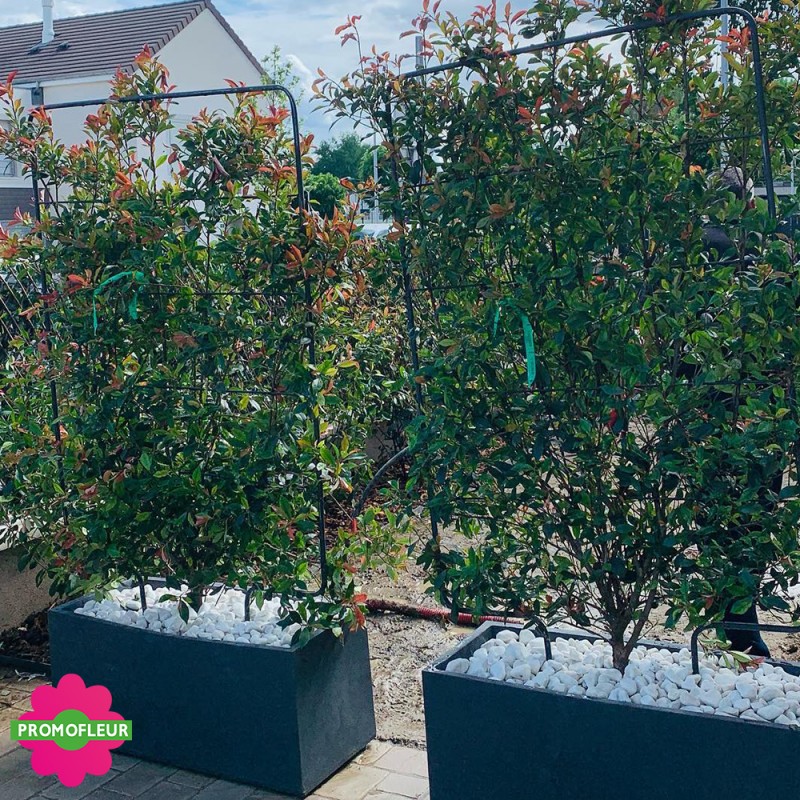 Aménagement de jardin complet (Palmiers, Oliviers, Plantes méditerranéennes…)