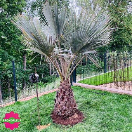 Installation d'un palmier Brahea Armata - Promofleur Champagne-sur-Oise