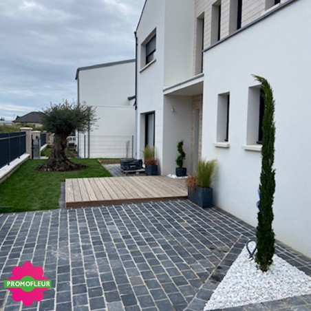 Installation d'olivier et d'un cyprès de Provence devant l'entrée de la propriété - Promofleur Champagne-sur-Oise