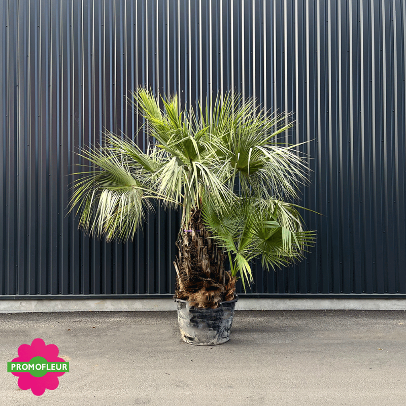 Palmiers Brahea Armata Washingtonia hauteur avec pot 300 cm - PROMOFLEUR