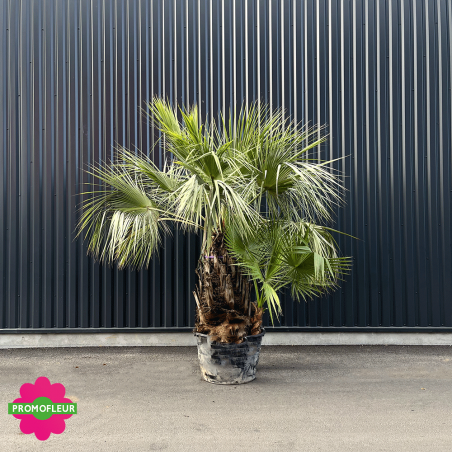 Palmiers Brahea Armata Washingtonia hauteur avec pot 300 cm - PROMOFLEUR