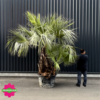 Palmiers Brahea Armata Washingtonia hauteur avec pot 300 cm - PROMOFLEUR 2