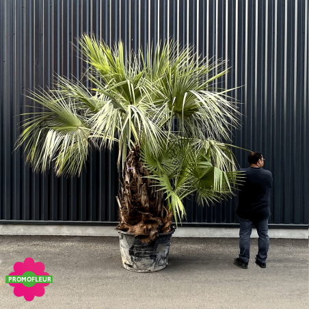 Palmiers Brahea Armata Washingtonia hauteur avec pot 300 cm - PROMOFLEUR -  Taille