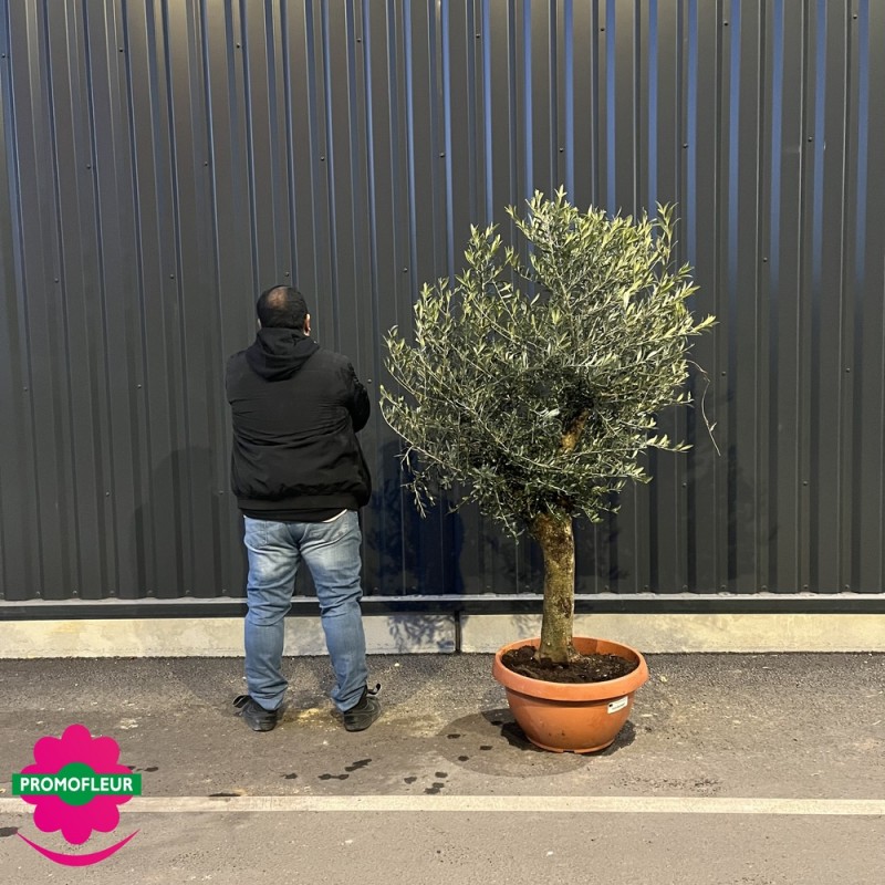 Olivier 30 - 40 ans Hauteur 160/180 cm feuillage bien touffu - Promofleur Champagne sur Oise