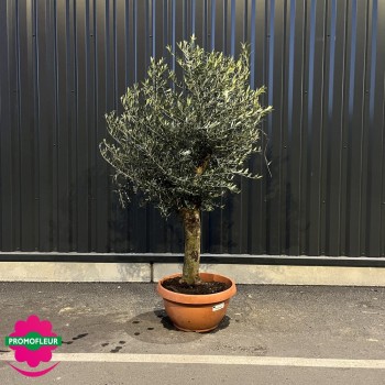 Olivier tige Hauteur 130/150 cm pot tarrina - Promofleur Champagne-sur-Oise 2