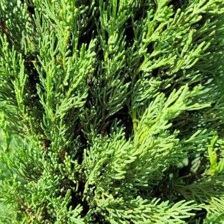 Feuillage du Cyprès de Provence 'colonne' - Promofleur Champagne-sur-Oise