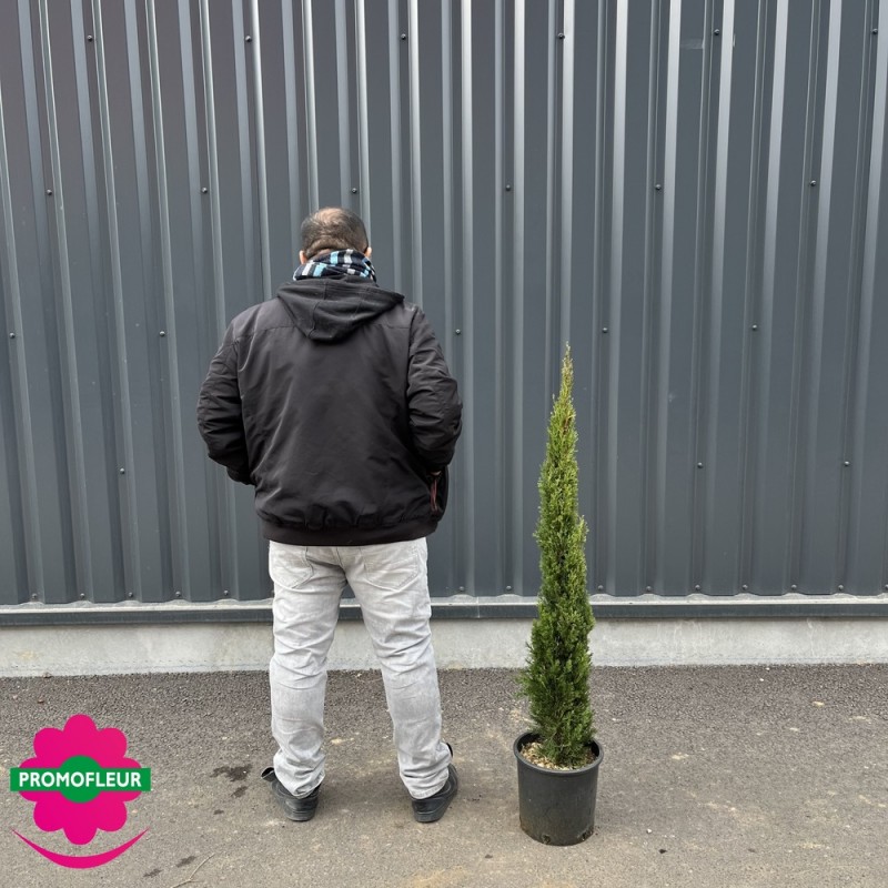 Cyprès de Provence 'colonne' - Promofleur Champagne-sur-Oise