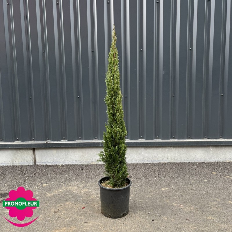 Cyprès de Provence 'colonne' - Promofleur Champagne-sur-Oise