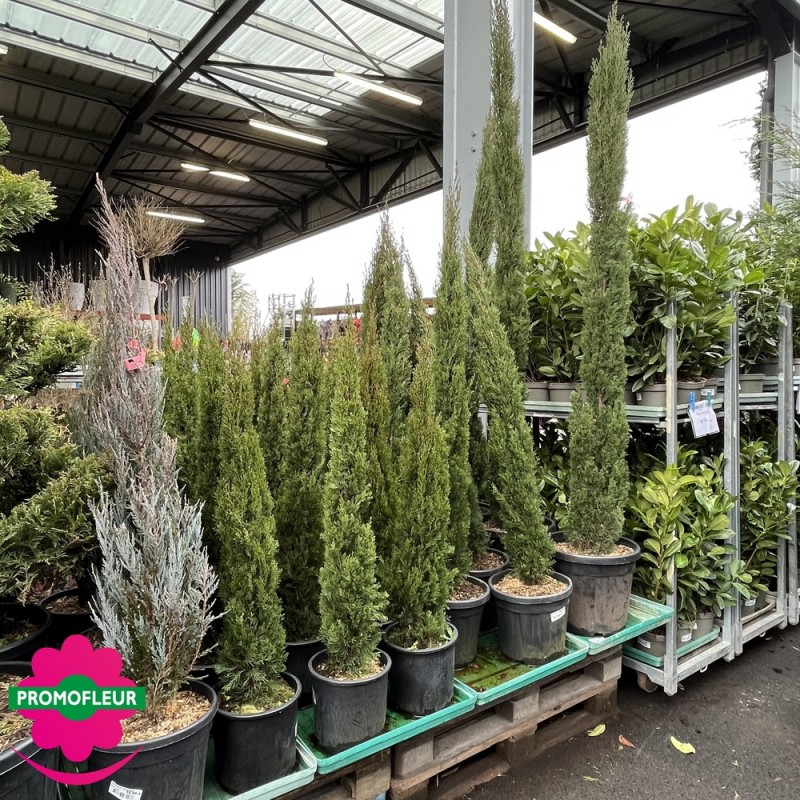 Cyprès de Provence/d'Italie "Colonne/Totem" H.100 cm