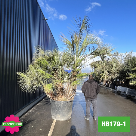 Palmier Humilis / Butia Capitia multi-troncs H. 350 cm (HB179-1) - Promofleur Champagne-sur-Oise (comparatif taille)