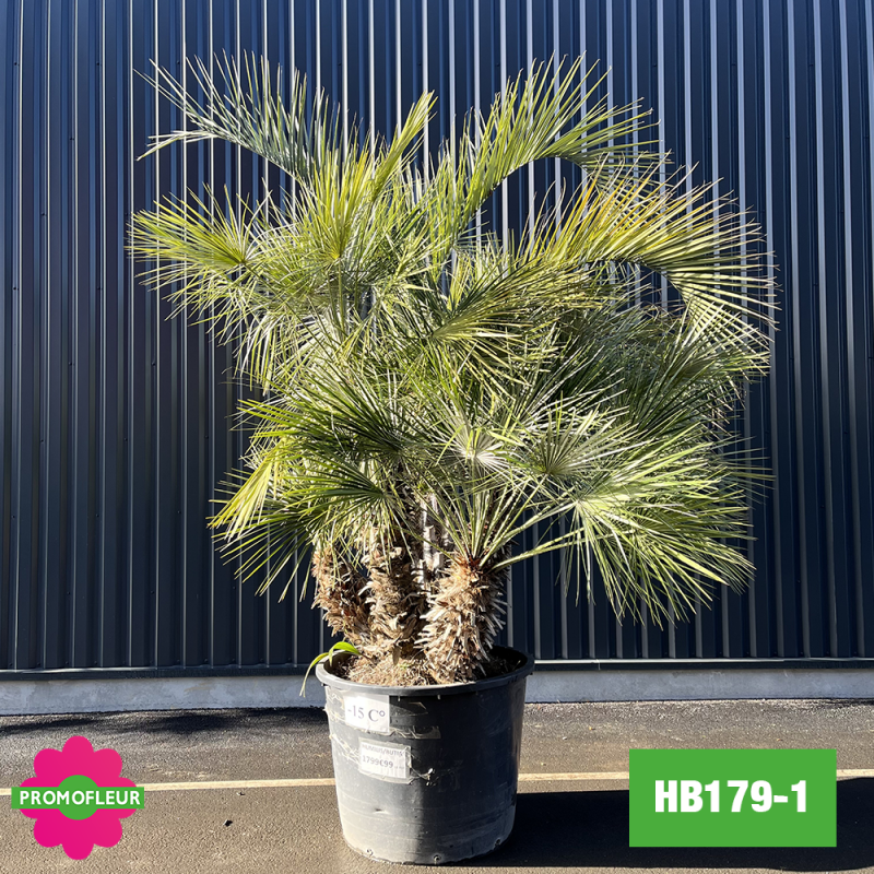 Palmier Humilis / Butia Capitia multi-troncs H. 350 cm (HB179-1) - Promofleur Champagne-sur-Oise (cote gauche)