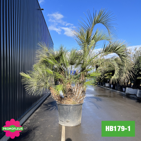 Palmier Humilis / Butia Capitia multi-troncs H. 350 cm (HB179-1) - Promofleur Champagne-sur-Oise