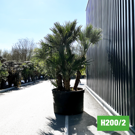 Palmier Nain Chamaerops Humilis Multi-troncs - Hauteur totale 300 cm avec pot (H200/2) (coté droit)