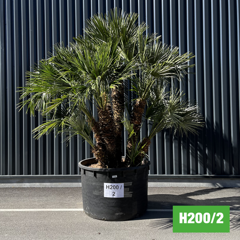 Palmier Nain Chamaerops Humilis Multi-troncs - Hauteur totale 300 cm avec pot (H200/2)