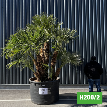 Palmier Nain Chamaerops Humilis Multi-troncs - Hauteur totale 300 cm avec pot (H200/2) 2