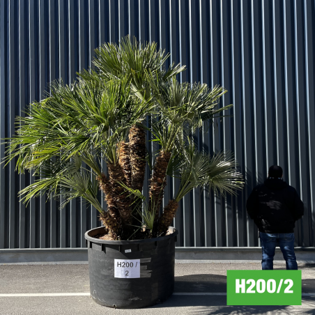 Palmier Nain Chamaerops Humilis Multi-troncs - Hauteur totale 300 cm avec pot (H200/2) (comparatif taille)