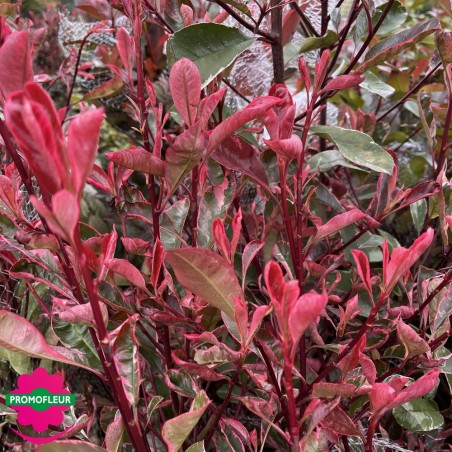 Photinia Pink Marble Hauteur 100-150 cm avec pot - Promofleur Champagne-sur-Oise
