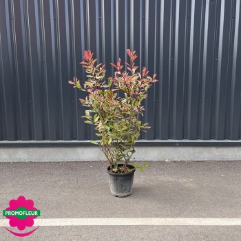 Photinia Pink Marble Hauteur 100-150 cm avec pot - Promofleur Champagne-sur-Oise 2