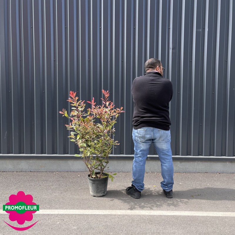 Photinia Pink Marble Hauteur 100-150 cm avec pot - Promofleur Champagne-sur-Oise