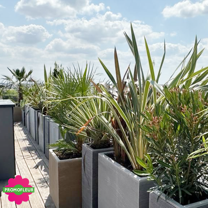 Aménagement de terrasse extérieure Style 'Méditerranéen' (Palmiers, Oliviers, Plantes méditerranéennes…)