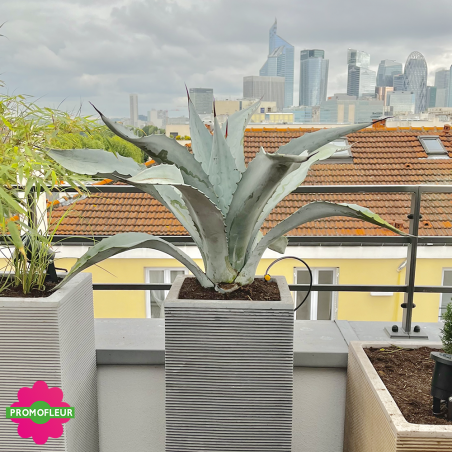 Aménagement de terrasse extérieure Style 'Méditerranéen' (Palmiers, Oliviers, Plantes méditerranéennes…)