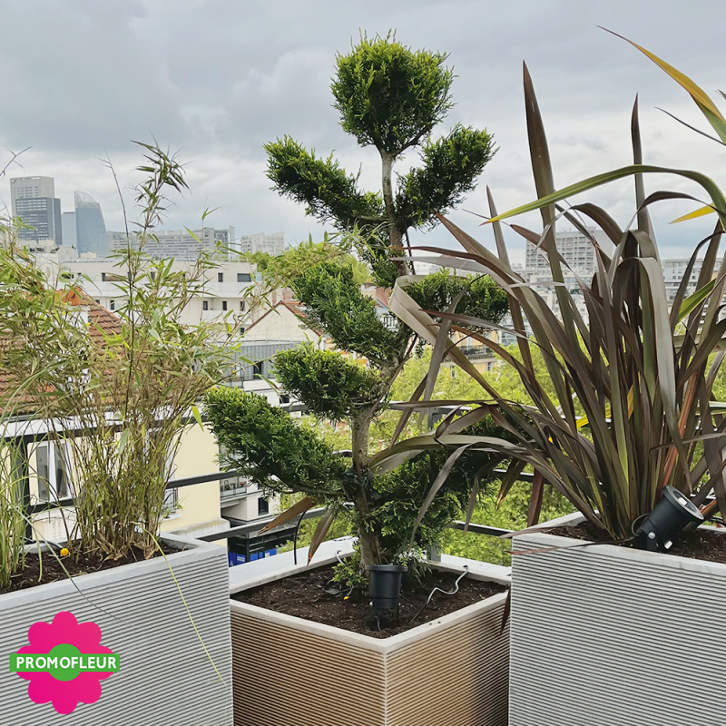 Aménagement de terrasse extérieure Style 'Méditerranéen' (Palmiers, Oliviers, Plantes méditerranéennes…)