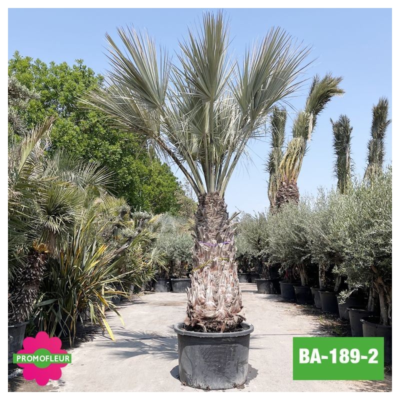 Brahea Armata Hauteur avec pot 440 cm Stipe 170 cm - Promofleur Champagne-sur-Oise