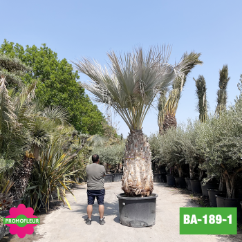 Brahea Armata Hauteur avec pot 440 cm Stipe 160 cm - Promofleur Champagne-sur-Oise 2