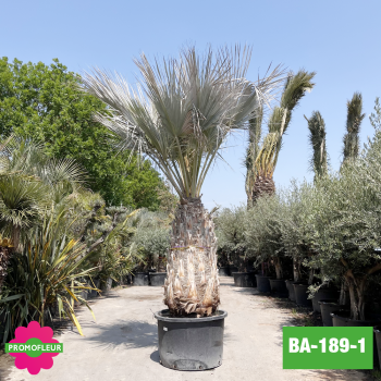 Brahea Armata Hauteur avec pot 440 cm Stipe 160 cm - Promofleur Champagne-sur-Oise