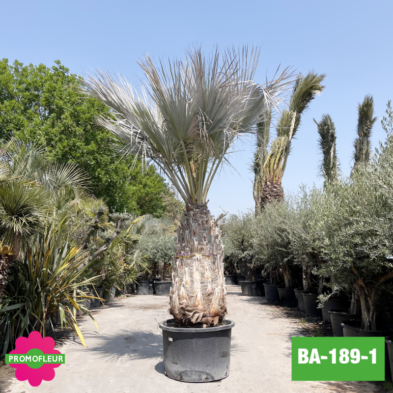 Brahea Armata Hauteur avec pot 440 cm Stipe 160 cm - Promofleur Champagne-sur-Oise