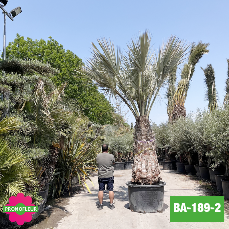 Brahea Armata Hauteur avec pot 440 cm Stipe 170 cm - Promofleur Champagne-sur-Oise (comparatif taille)