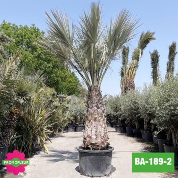 Brahea Armata Hauteur avec pot 440 cm Stipe 170 cm - Promofleur Champagne-sur-Oise