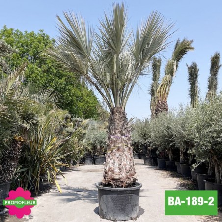 Brahea Armata Hauteur avec pot 440 cm Stipe 170 cm - Promofleur Champagne-sur-Oise