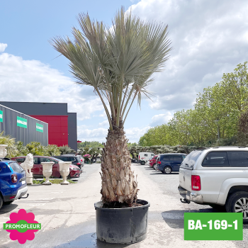 Brahea Armata Hauteur avec pot 440 cm Stipe 150 cm - Promofleur Champagne-sur-Oise