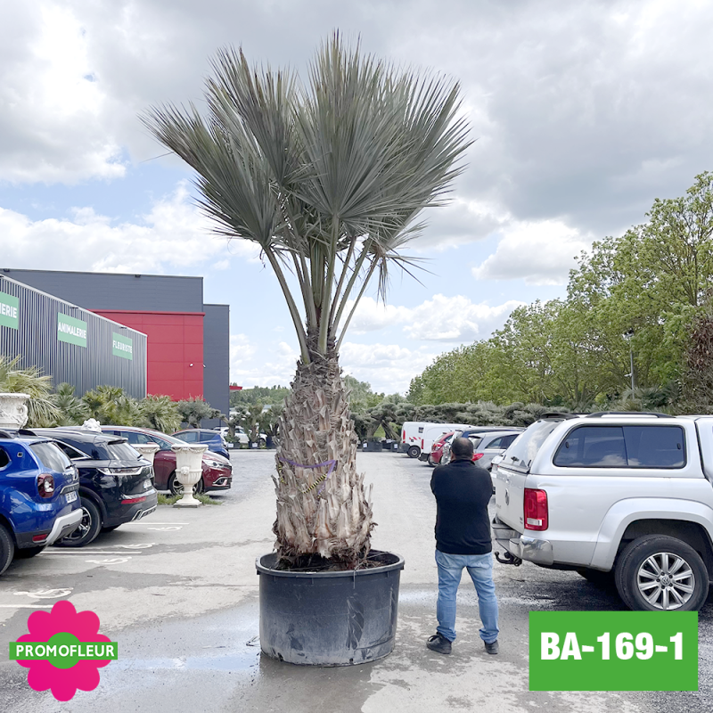 Brahea Armata Hauteur avec pot 440 cm Stipe 150 cm - Promofleur Champagne-sur-Oise (comparatif taille)