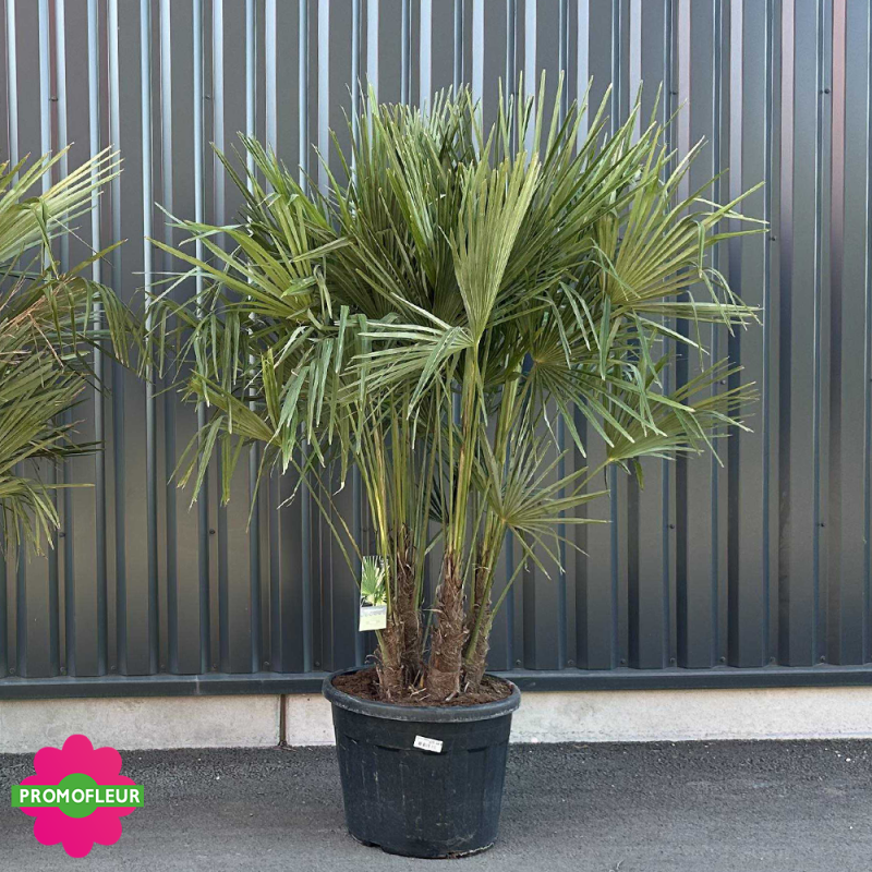 Palmier Trachycarpus Fortunei Multi-troncs H.170/190 cm Grand Stipe 40/70 cm - Promofleur Champagne