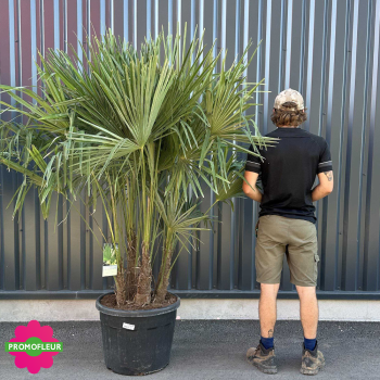 Palmier Trachycarpus Fortunei Multi-troncs H.170/190 cm Grand Stipe 40/70 cm - Promofleur Champagne 2